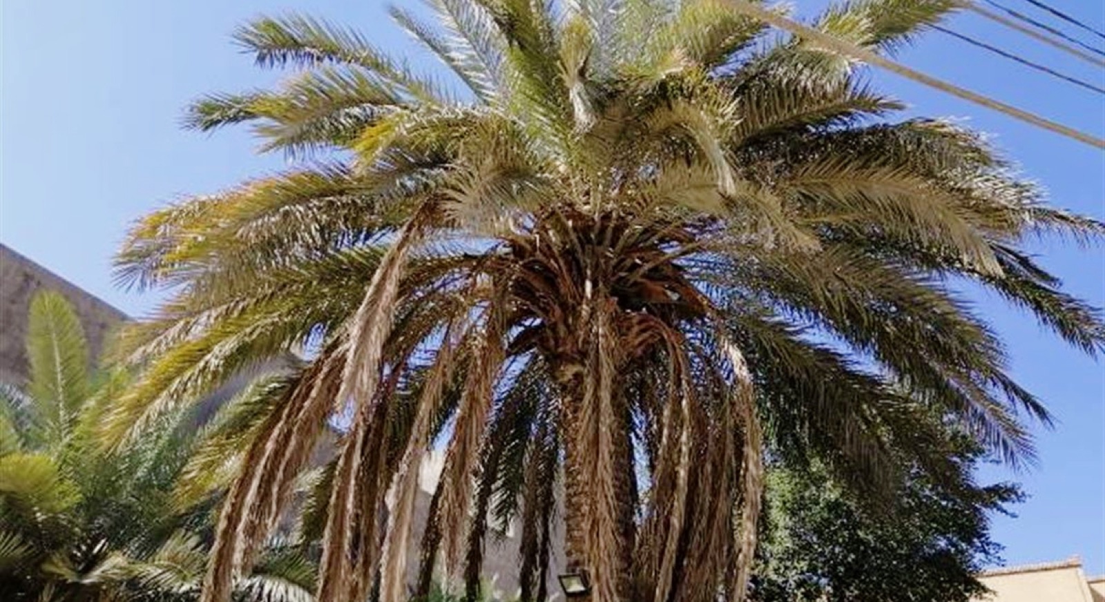 السنة الميلادية – تحية إلى المسيحيين ودعوة